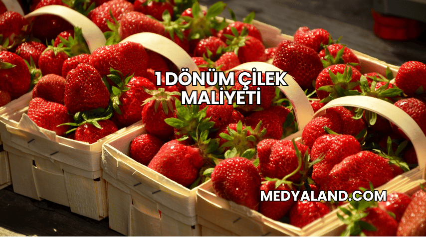 1 Dönüm Çilek Maliyeti