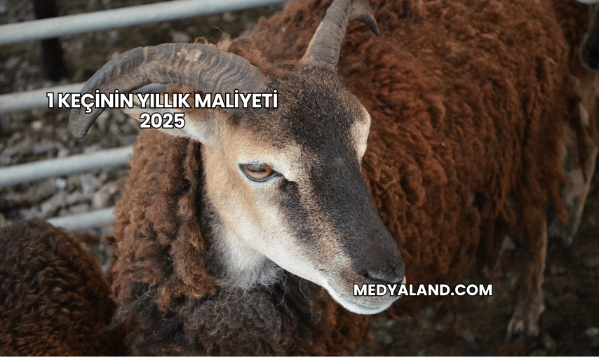 1 Keçinin Yıllık Maliyeti 2025