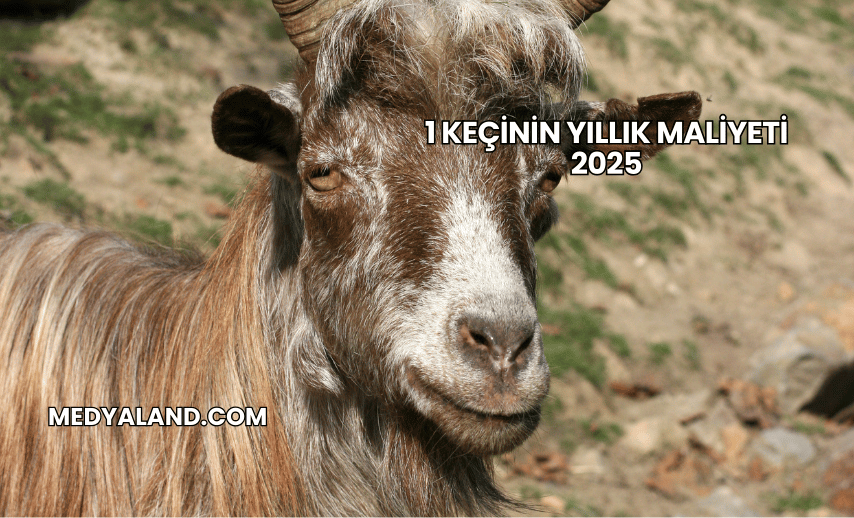 1 Keçinin Yıllık Maliyeti 2025