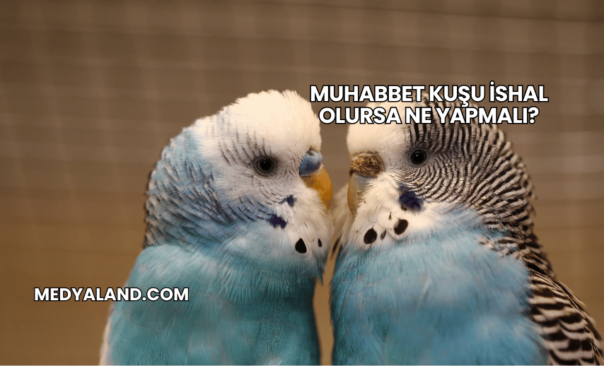 Muhabbet Kuşu İshal Olursa Ne Yapmalı?