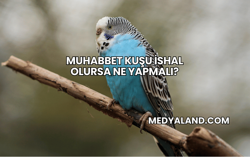 Muhabbet Kuşu İshal Olursa Ne Yapmalı?