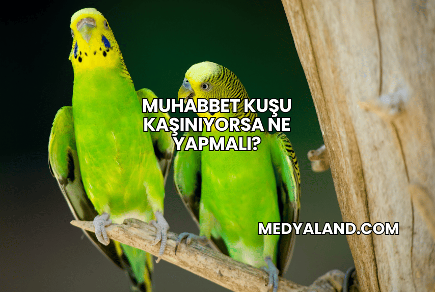 Muhabbet Kuşu Kaşınıyorsa Ne Yapmalı?