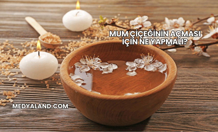 Mum Çiçeğinin Açması İçin Ne Yapmalı?