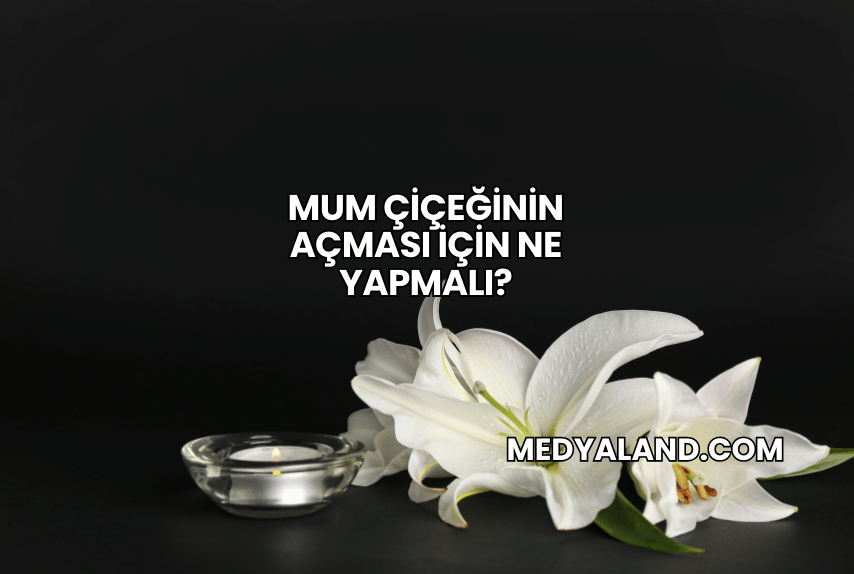 Mum Çiçeğinin Açması İçin Ne Yapmalı?