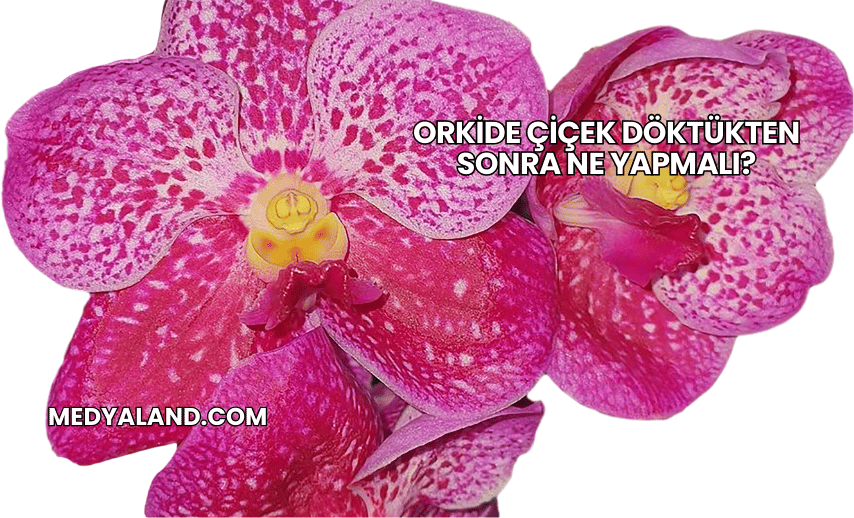 Orkide Çiçek Döktükten Sonra Ne Yapmalı?