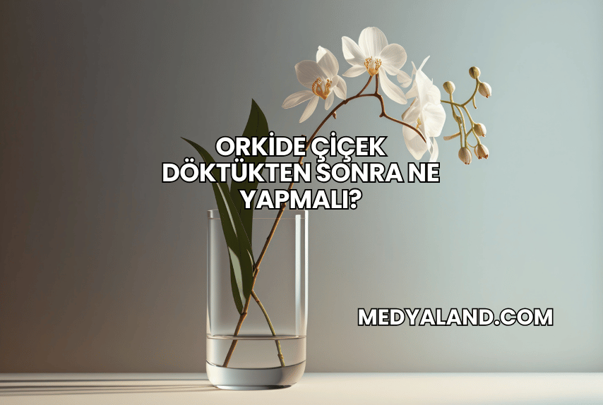 Orkide Çiçek Döktükten Sonra Ne Yapmalı?