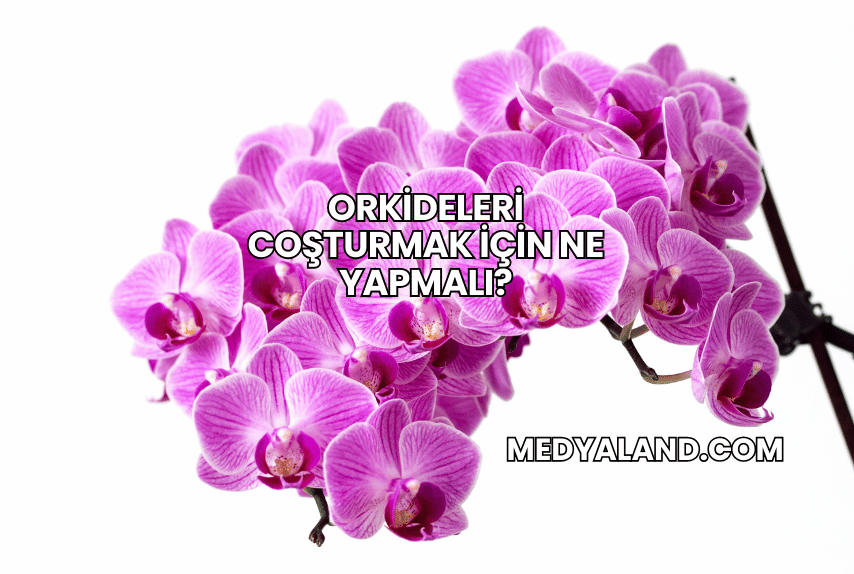 Orkideleri Coşturmak İçin Ne Yapmalı?