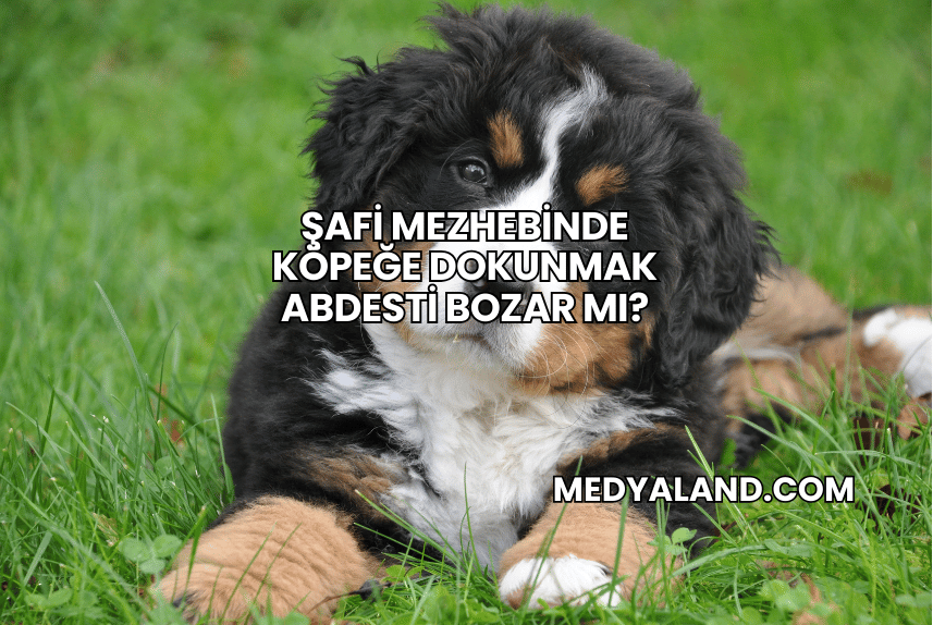 Şafi Mezhebinde Köpeğe Dokunmak Abdesti Bozar mı?