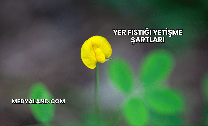 Yer Fıstığı Yetişme Şartları