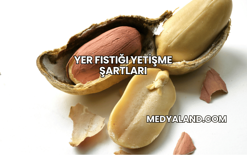 Yer Fıstığı Yetişme Şartları