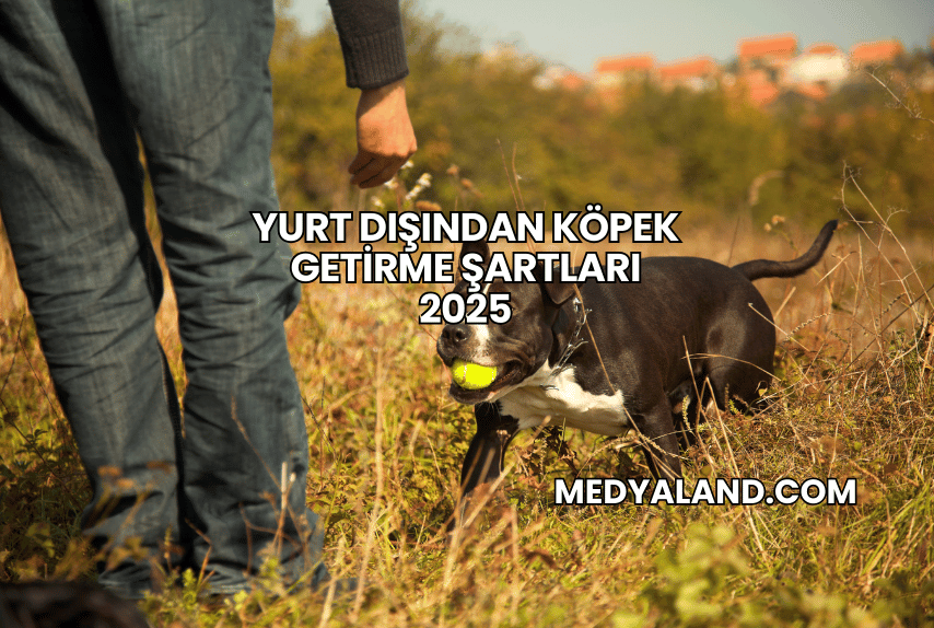 Yurt Dışından Köpek Getirme Şartları 2025